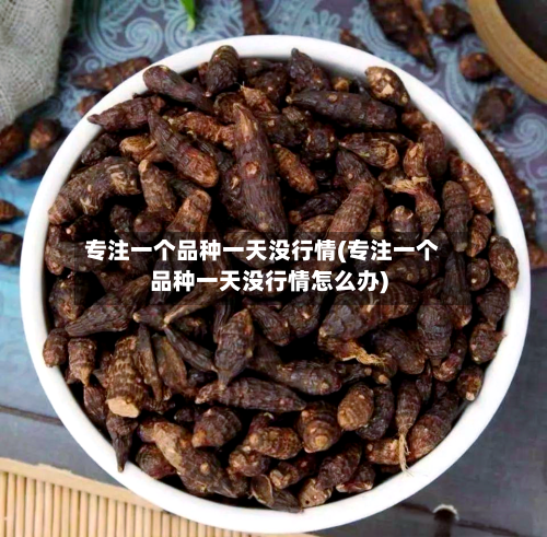 专注一个品种一天没行情(专注一个品种一天没行情怎么办)-第2张图片