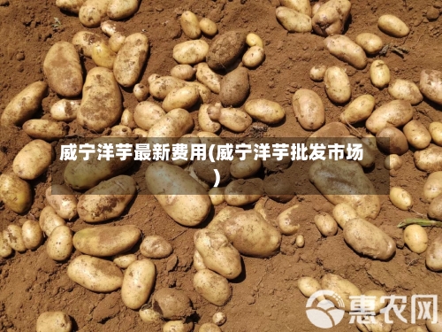 威宁洋芋最新费用(威宁洋芋批发市场)
