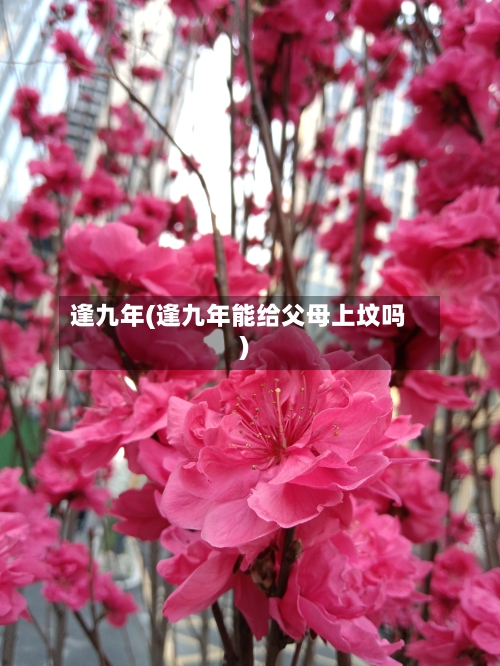 逢九年(逢九年能给父母上坟吗)
