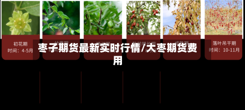 枣子期货最新实时行情/大枣期货费用