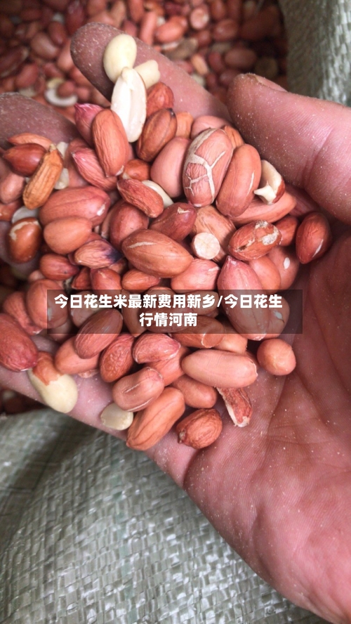 今日花生米最新费用新乡/今日花生行情河南