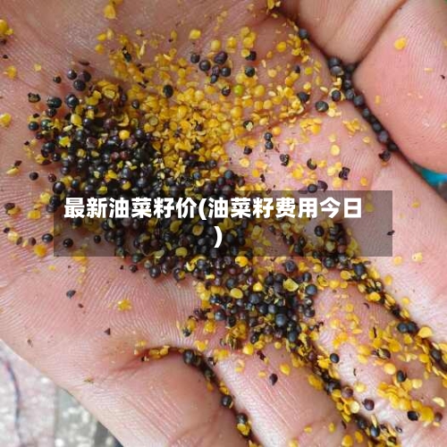 最新油菜籽价(油菜籽费用今日)
