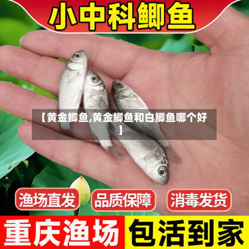 【黄金鲫鱼,黄金鲫鱼和白鲫鱼哪个好】
