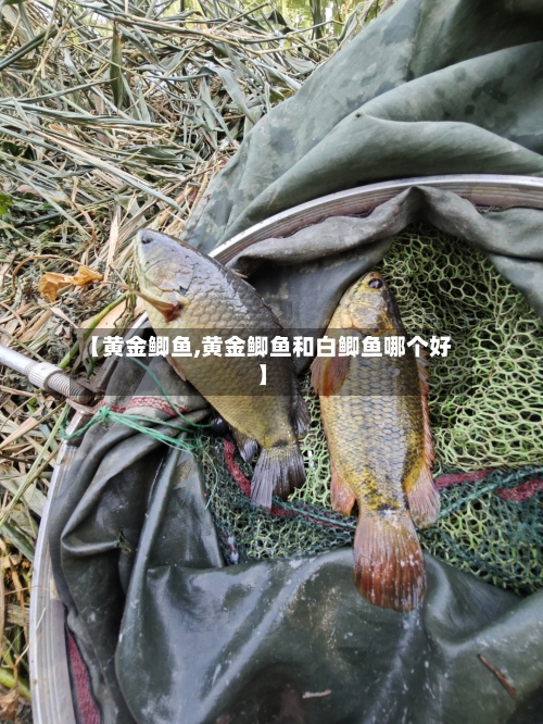 【黄金鲫鱼,黄金鲫鱼和白鲫鱼哪个好】-第2张图片