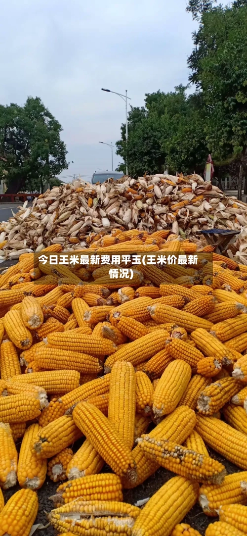 今日王米最新费用平玉(王米价最新情况)-第3张图片