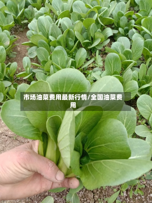 市场油菜费用最新行情/全国油菜费用