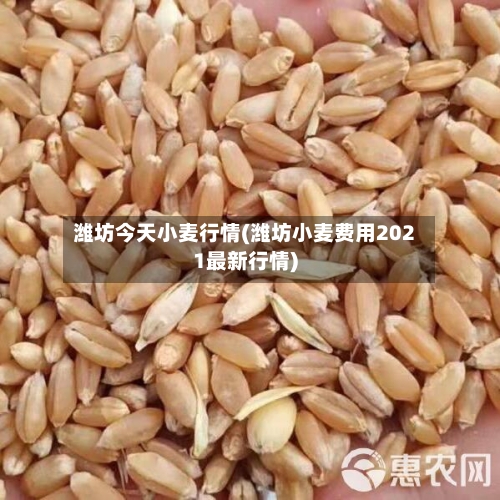 潍坊今天小麦行情(潍坊小麦费用2021最新行情)-第3张图片
