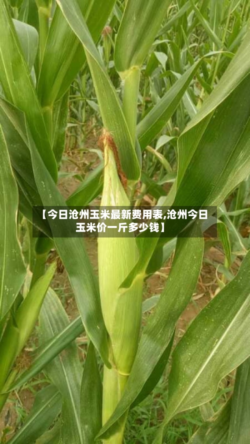 【今日沧州玉米最新费用表,沧州今日玉米价一斤多少钱】