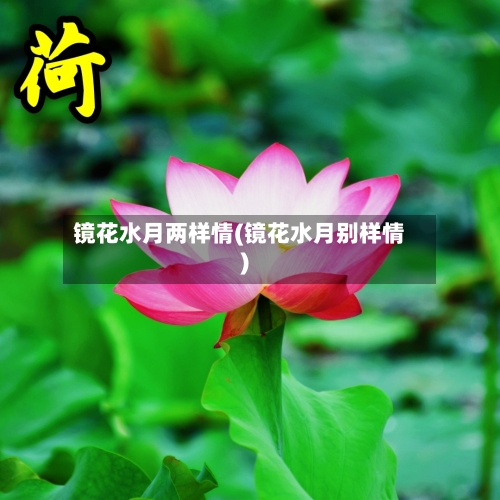 镜花水月两样情(镜花水月别样情)