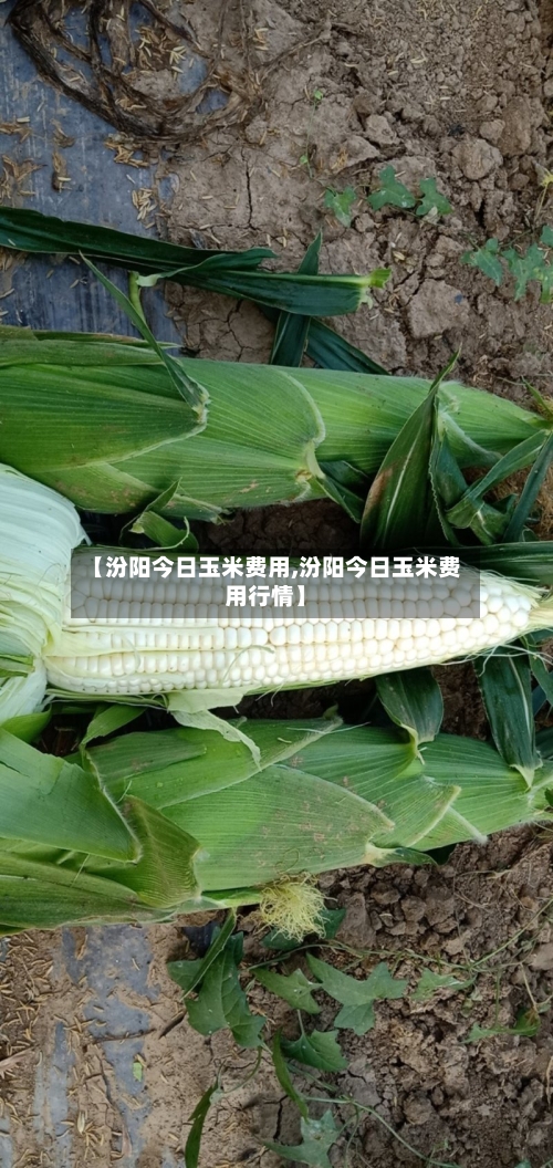 【汾阳今日玉米费用,汾阳今日玉米费用行情】-第2张图片