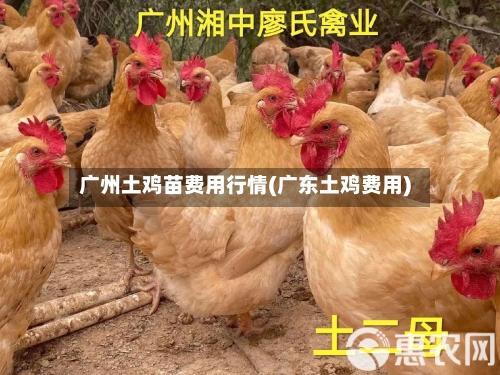 广州土鸡苗费用行情(广东土鸡费用)