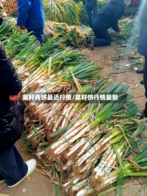 菜籽青饼最近行情/菜籽饼行情最新-第2张图片