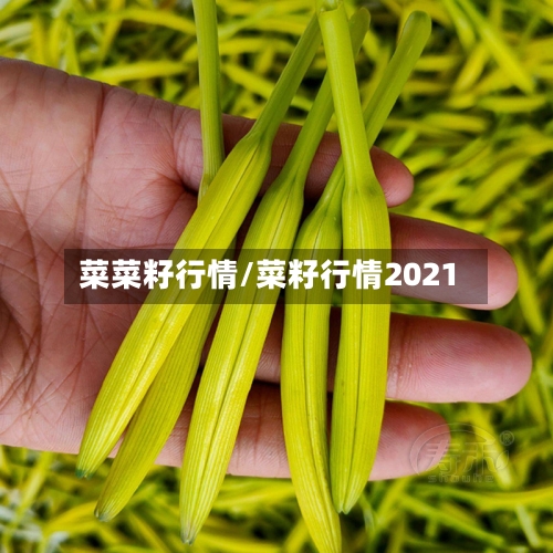 菜菜籽行情/菜籽行情2021-第2张图片