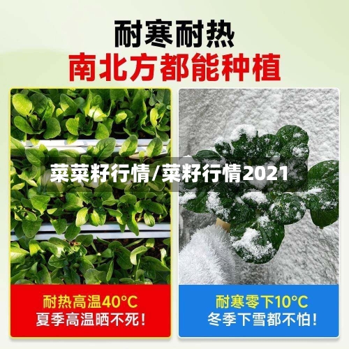菜菜籽行情/菜籽行情2021