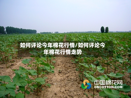 如何评论今年棉花行情/如何评论今年棉花行情走势-第2张图片