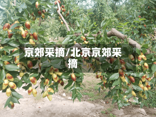 京郊采摘/北京京郊采摘-第2张图片