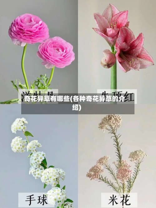 奇花异草有哪些(各种奇花异草的介绍)-第3张图片