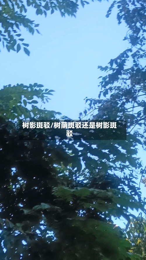 树影斑驳/树荫斑驳还是树影斑驳