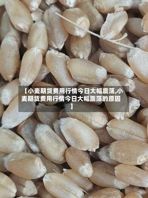 【小麦期货费用行情今日大幅震荡,小麦期货费用行情今日大幅震荡的原因】