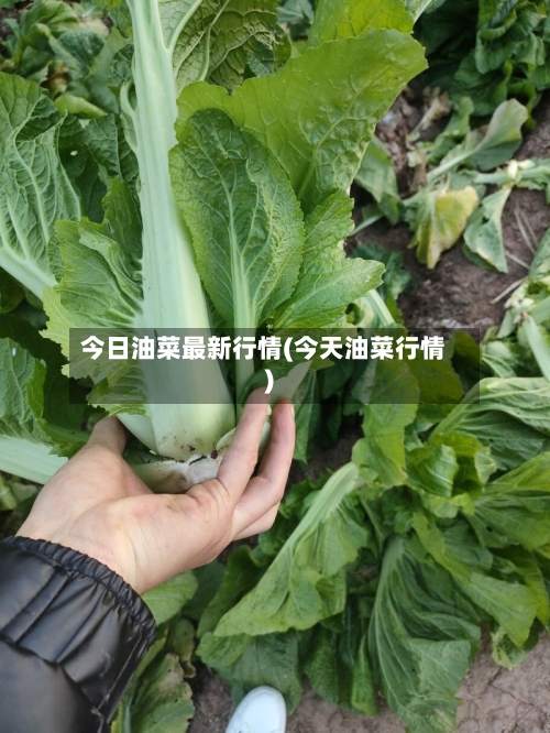 今日油菜最新行情(今天油菜行情)-第2张图片