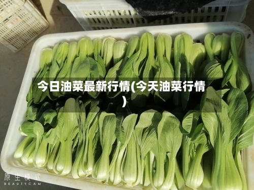 今日油菜最新行情(今天油菜行情)