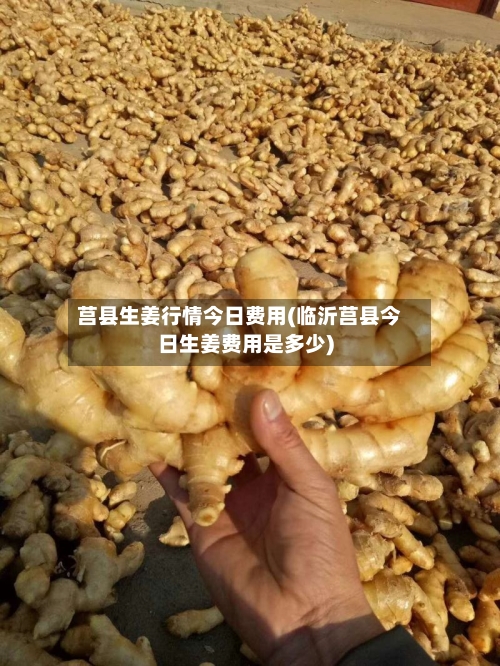 莒县生姜行情今日费用(临沂莒县今日生姜费用是多少)-第3张图片