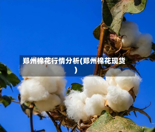 郑州棉花行情分析(郑州棉花现货)
