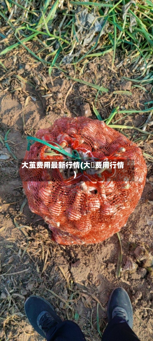大茧费用最新行情(大祘费用行情)