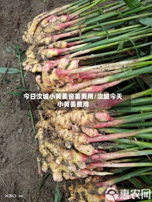 今日汝城小黄姜窖姜费用/汝城今天小黄姜费用-第2张图片