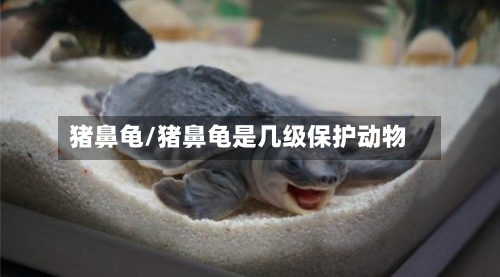 猪鼻龟/猪鼻龟是几级保护动物-第2张图片