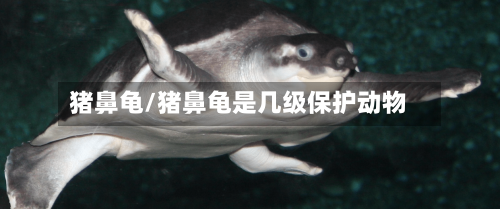 猪鼻龟/猪鼻龟是几级保护动物