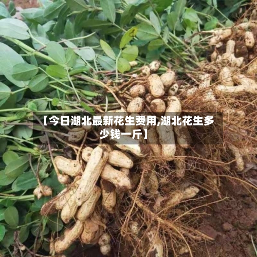 【今日湖北最新花生费用,湖北花生多少钱一斤】