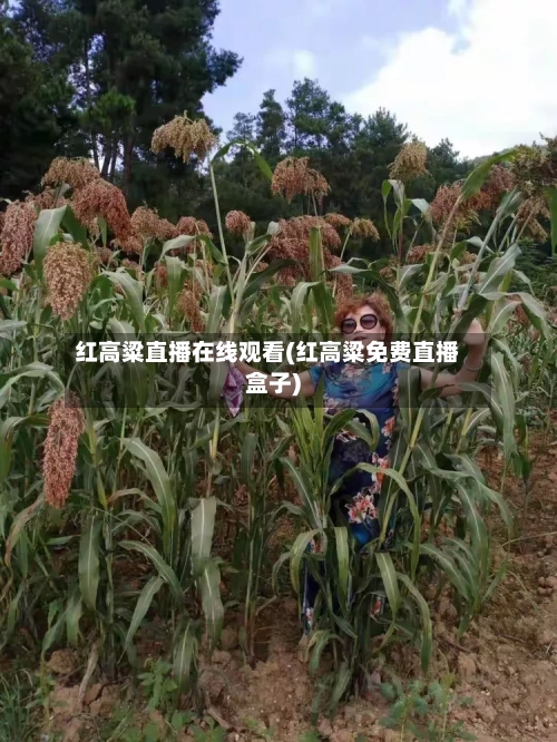 红高粱直播在线观看(红高粱免费直播盒子)