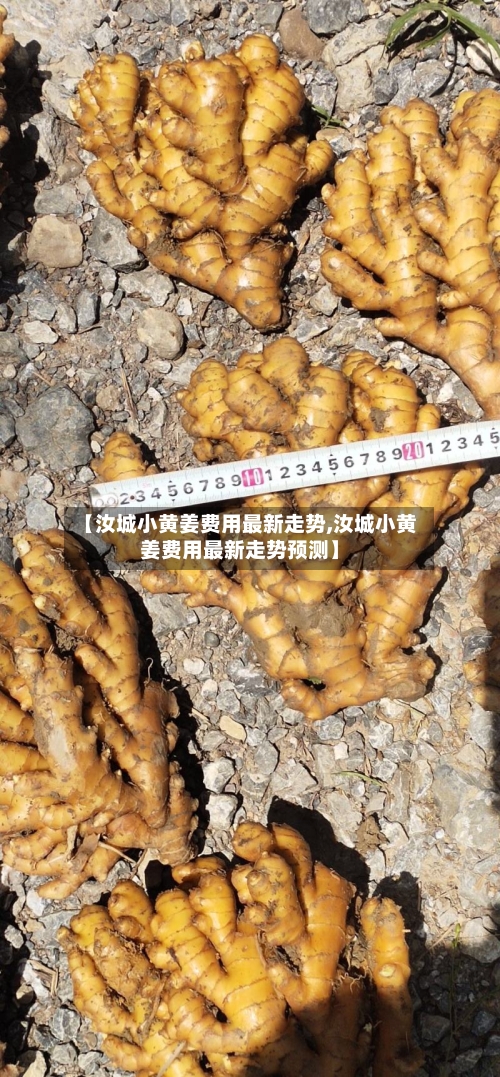 【汝城小黄姜费用最新走势,汝城小黄姜费用最新走势预测】-第2张图片