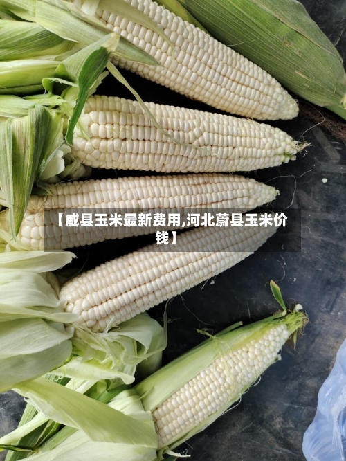 【威县玉米最新费用,河北蔚县玉米价钱】-第2张图片