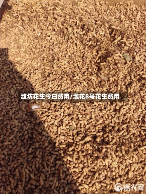 潍坊花生今日费用/潍花8号花生费用