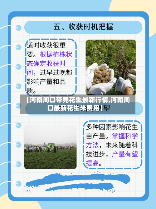 【河南周口带壳花生最新行情,河南周口最新花生米费用】-第2张图片