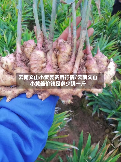 云南文山小黄姜费用行情/云南文山小黄姜价钱是多少钱一斤-第2张图片