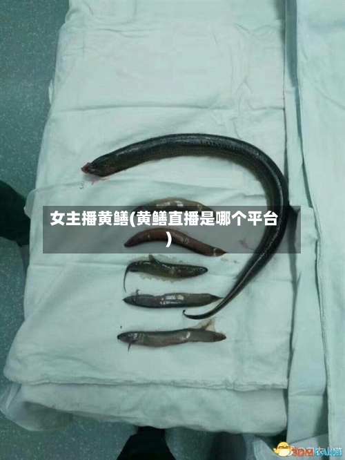 女主播黄鳝(黄鳝直播是哪个平台)-第2张图片