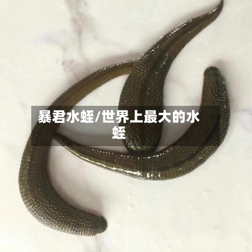 暴君水蛭/世界上最大的水蛭-第2张图片