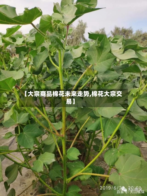 【大宗商品棉花未来走势,棉花大宗交易】