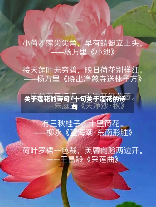 关于莲花的诗句/十句关于莲花的诗句-第2张图片