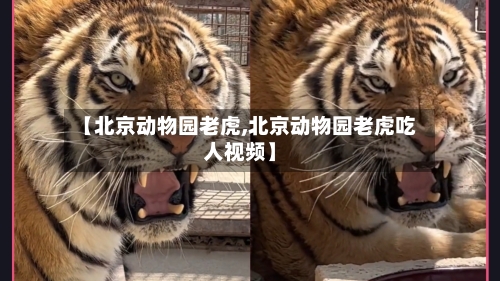 【北京动物园老虎,北京动物园老虎吃人视频】-第2张图片