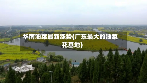 华南油菜最新涨势(广东最大的油菜花基地)-第2张图片