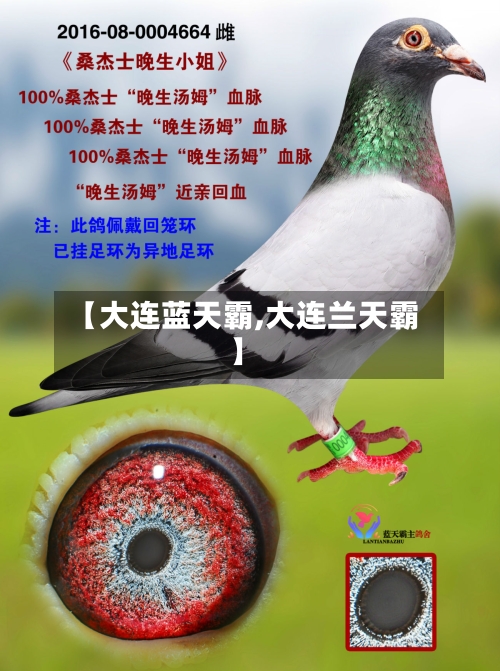 【大连蓝天霸,大连兰天霸】