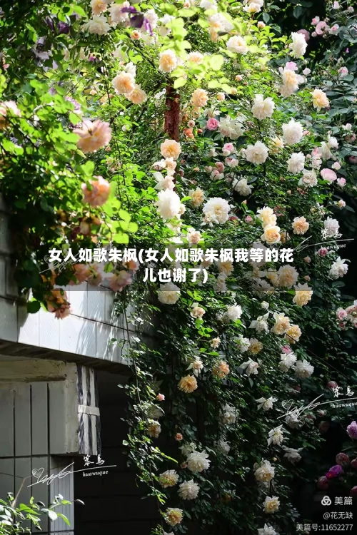 女人如歌朱枫(女人如歌朱枫我等的花儿也谢了)