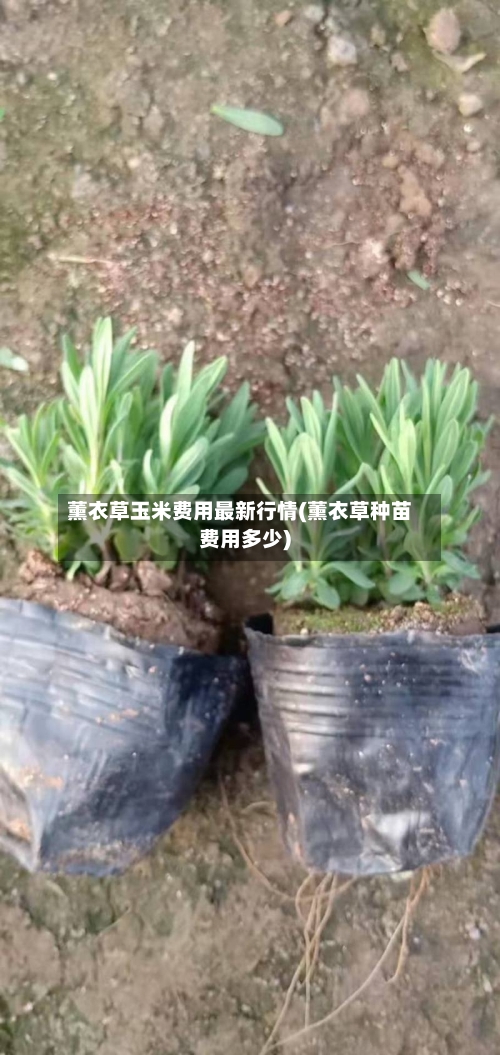 薰衣草玉米费用最新行情(薰衣草种苗费用多少)-第2张图片