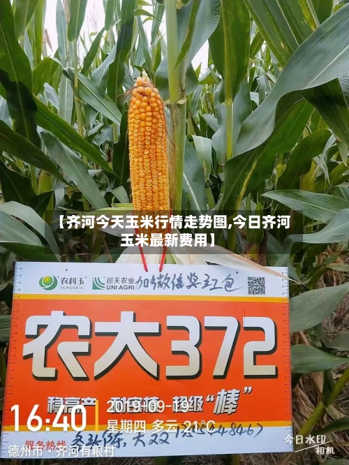 【齐河今天玉米行情走势图,今日齐河玉米最新费用】-第2张图片