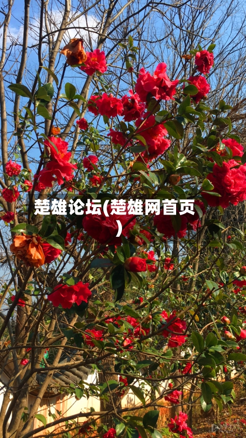 楚雄论坛(楚雄网首页)-第3张图片