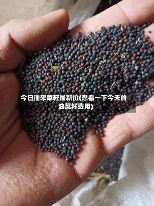 今日油采菜籽最新价(想看一下今天的油菜籽费用)-第2张图片